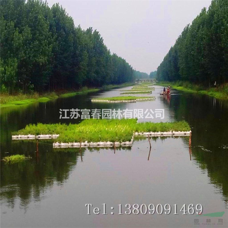 河道生態修復水質凈化人工浮島大型水面綠化漂浮濕地水生植物浮床種植
