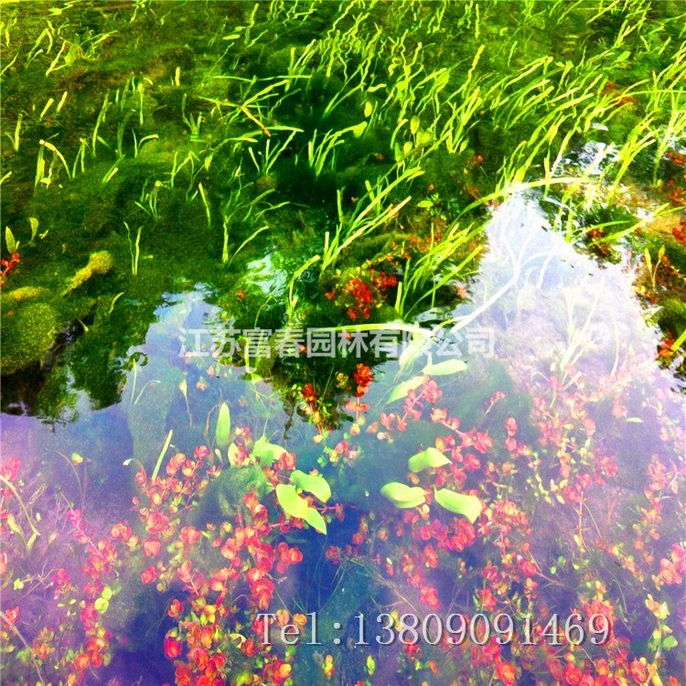 高分子復合纖維浮動濕地 漂浮濕地人工生態浮島水上綠化水體凈化工程