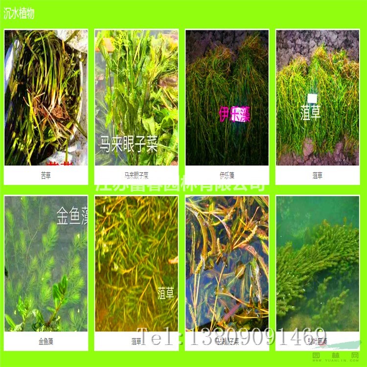 水面浮島景觀人工生態(tài)浮床施工水生植物種植浮島水上綠化工程