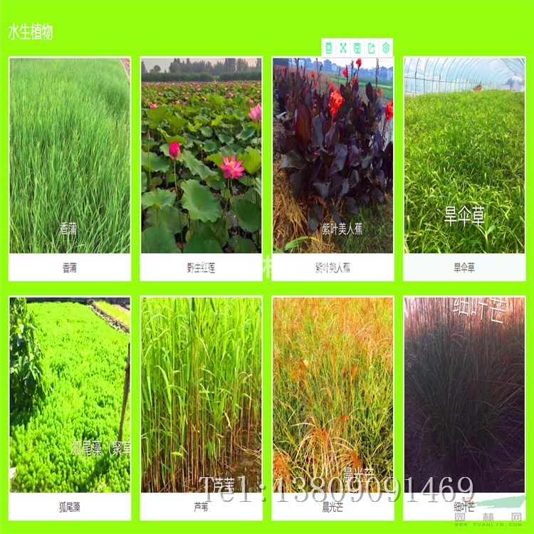 水面浮島景觀人工生態(tài)浮床施工水生植物種植浮島水上綠化工程