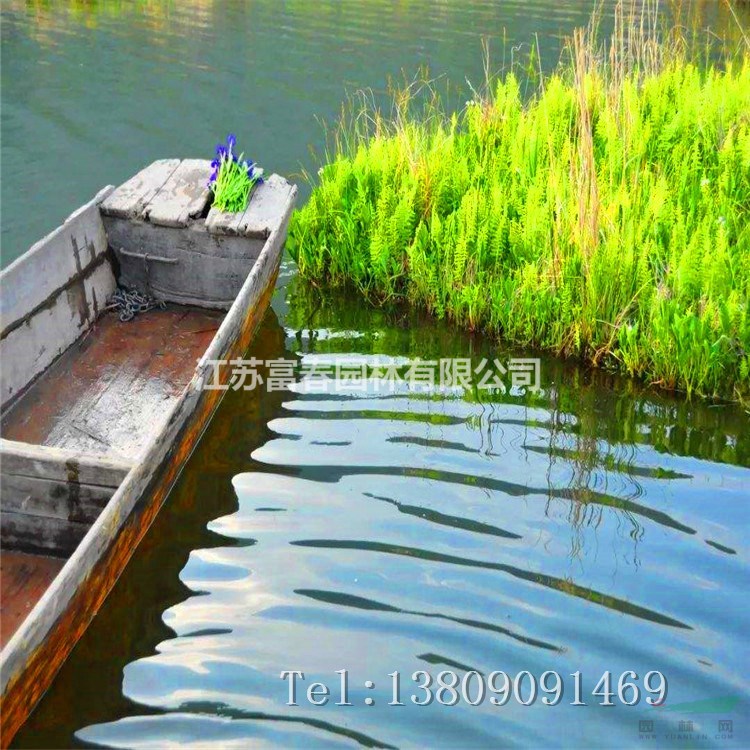 生物浮島植物栽培養護水域綠化濕地綠化工程水質凈化工程浮床