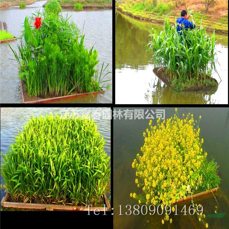 污水凈化浮床植物工程水體凈化承包生態修復水面浮島綠化景觀施工