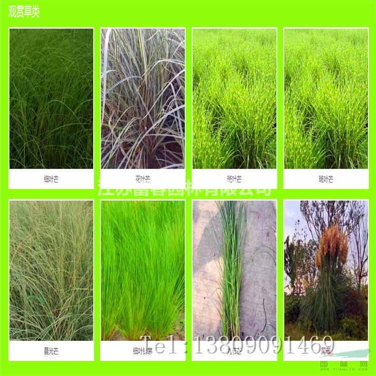 生態浮床 人工浮島 河流 湖泊水生態修復 市政綠化 濕地種植浮盆