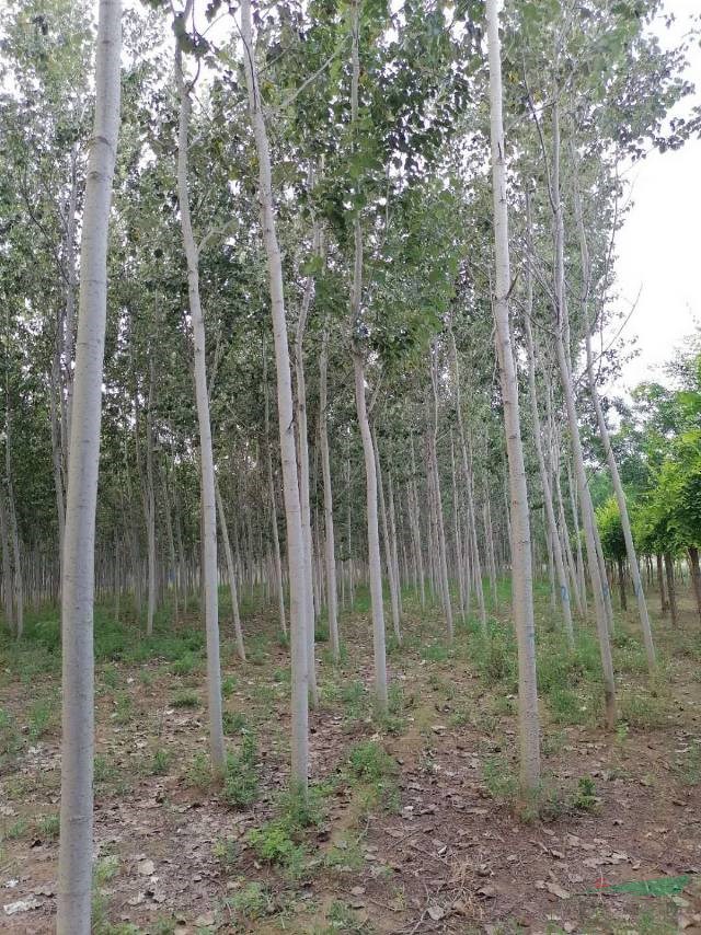 毛白楊批發(fā)，專業(yè)的毛白楊培育基地，毛白楊基地實拍