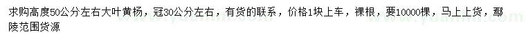 求購高50公分左右大葉黃楊