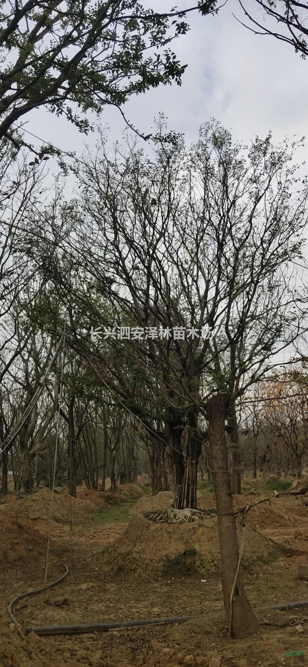 浙江長興叢生樸樹報價/浙江叢生樸樹哪里便宜