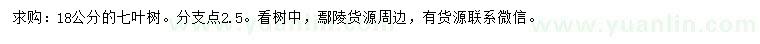求購18公分七葉樹