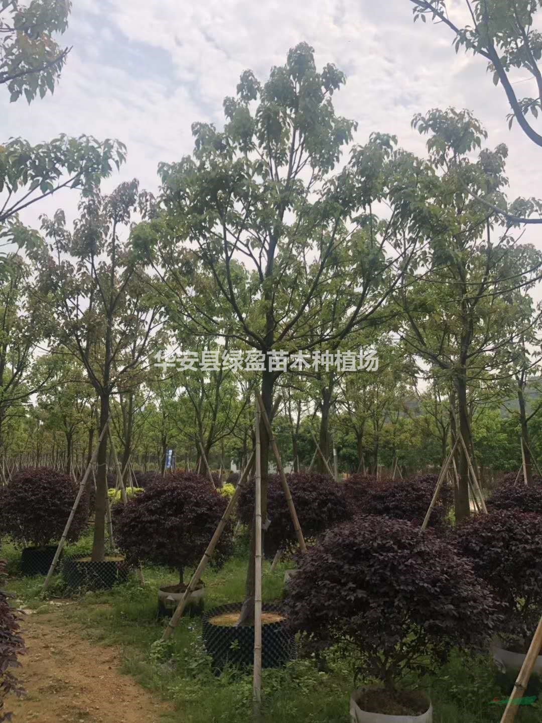 福建全冠香樟哪里好/哪家便宜