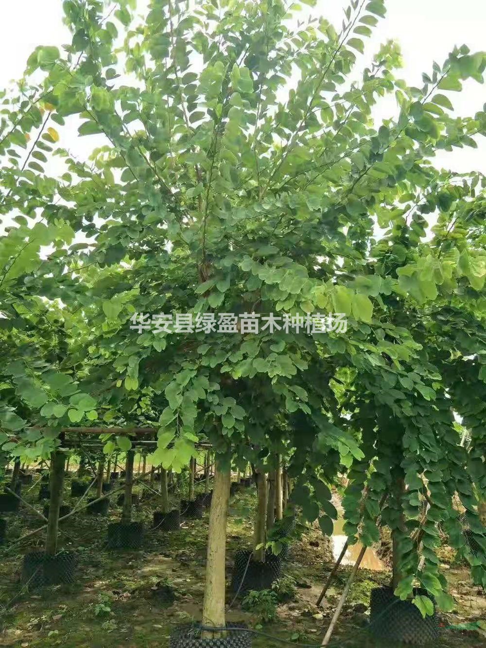 優(yōu)質(zhì)特價10公分洋紫荊 12公分宮粉紫荊產(chǎn)地直銷