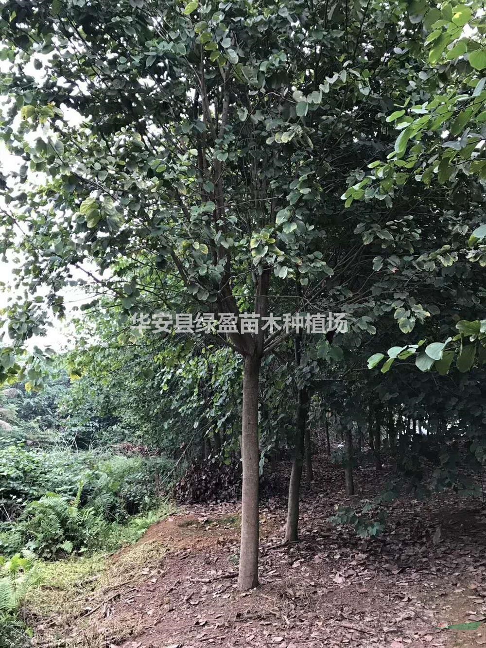 福建供應(yīng)宮粉紫荊，洋紫荊 12-18公分 規(guī)格齊全