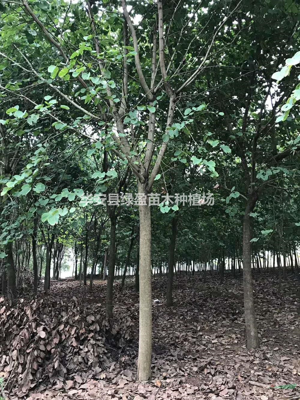 福建供應(yīng)宮粉紫荊，洋紫荊 12-18公分 規(guī)格齊全