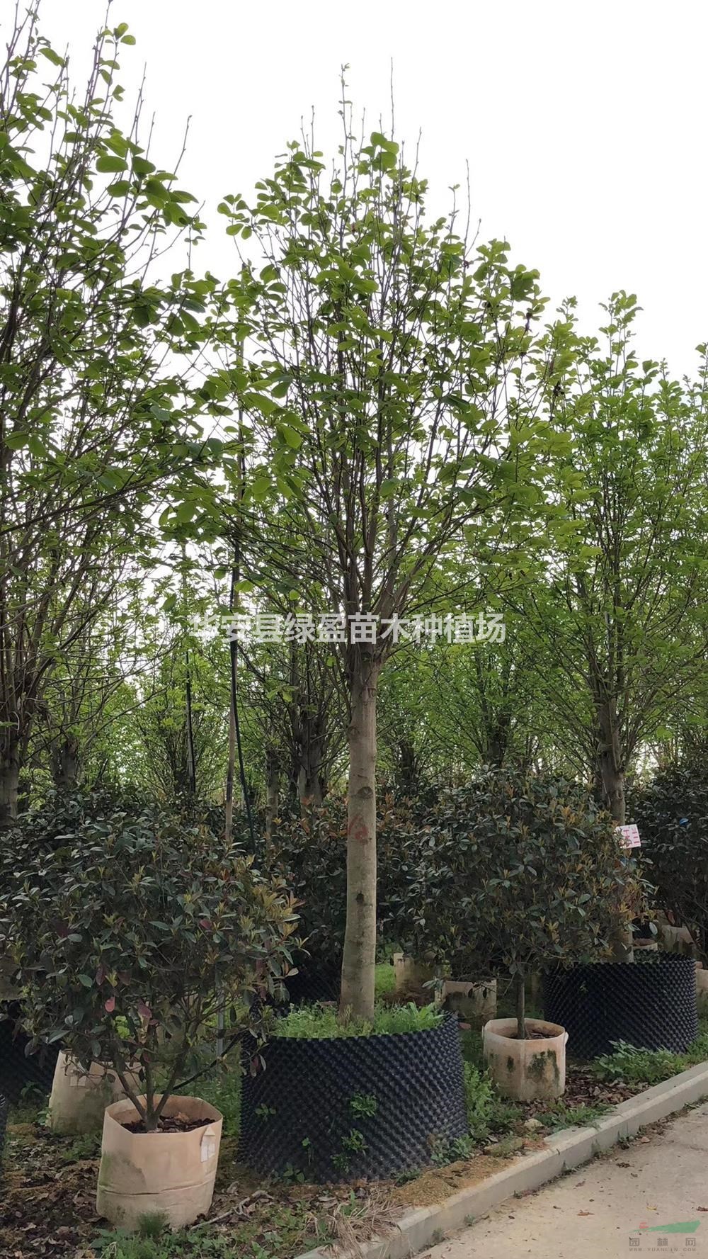 福建紫玉蘭價格/報價