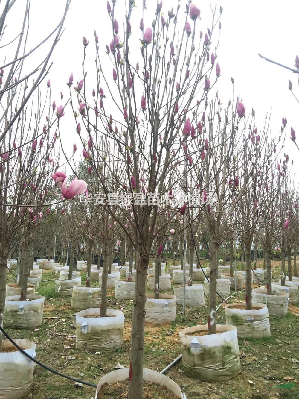福建紫玉蘭價格/報價