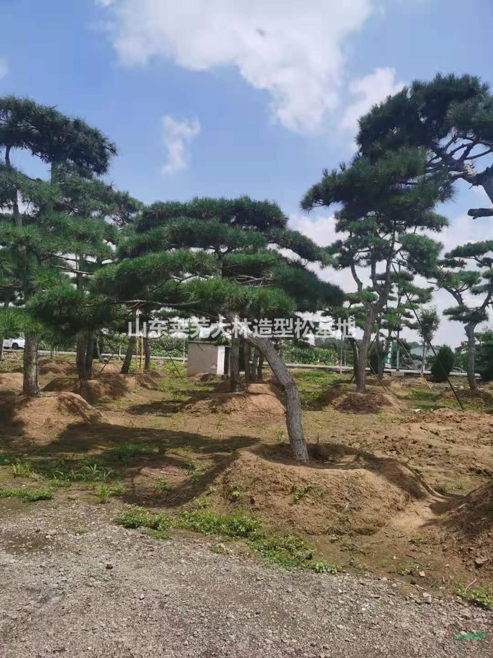 大量造型松供應(yīng)，山東萊蕪常年供應(yīng)造型黑松造型油松造型松