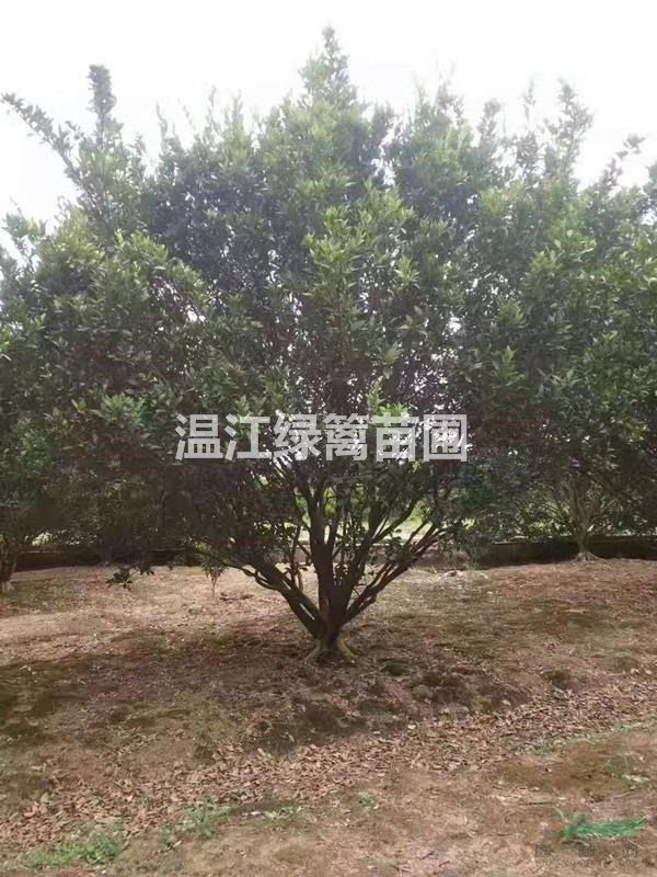 柑子樹柚子樹種植基地