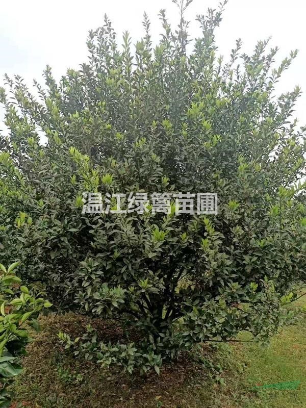 柑子樹柚子樹種植基地