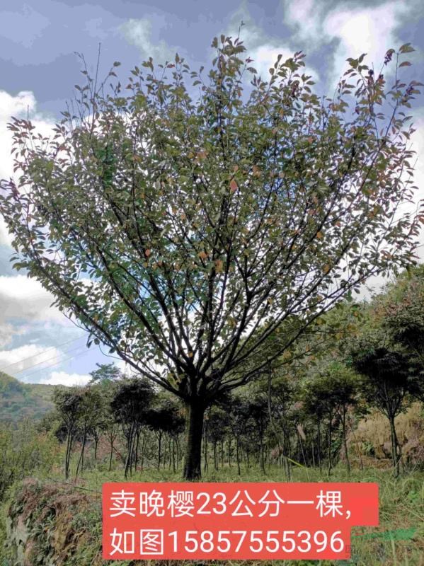 各種規(guī)格櫻花，紅楓農(nóng)戶(hù)直銷(xiāo)