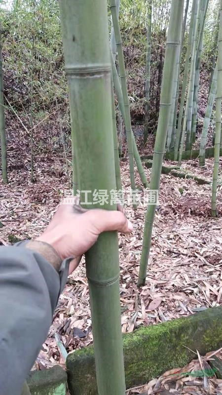 成都雷竹種植基地