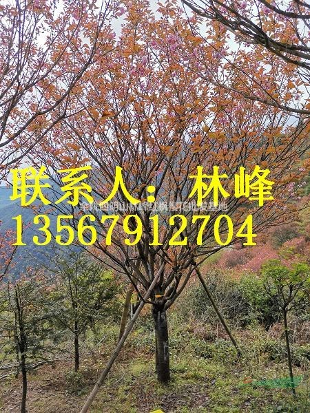 宁波哪里樱花多