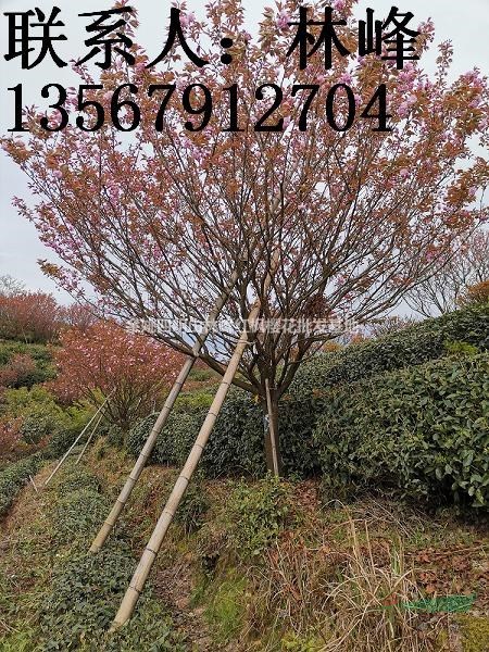 宁波哪里樱花多