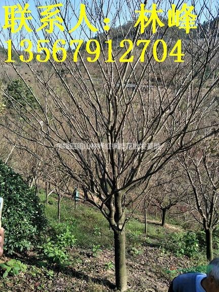 宁波哪里樱花多