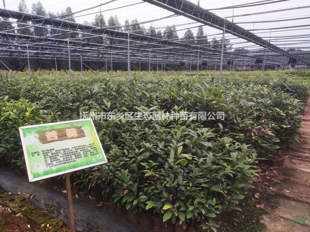 供應江西森林“四化”苗木-苦櫧、小葉青岡