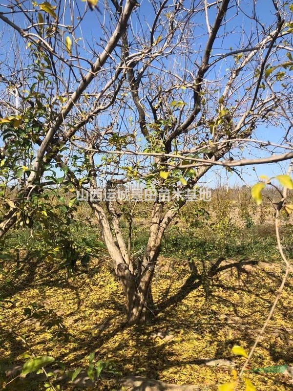 哪里有大面積種植石榴樹的？山西哪里石榴樹栽植的多