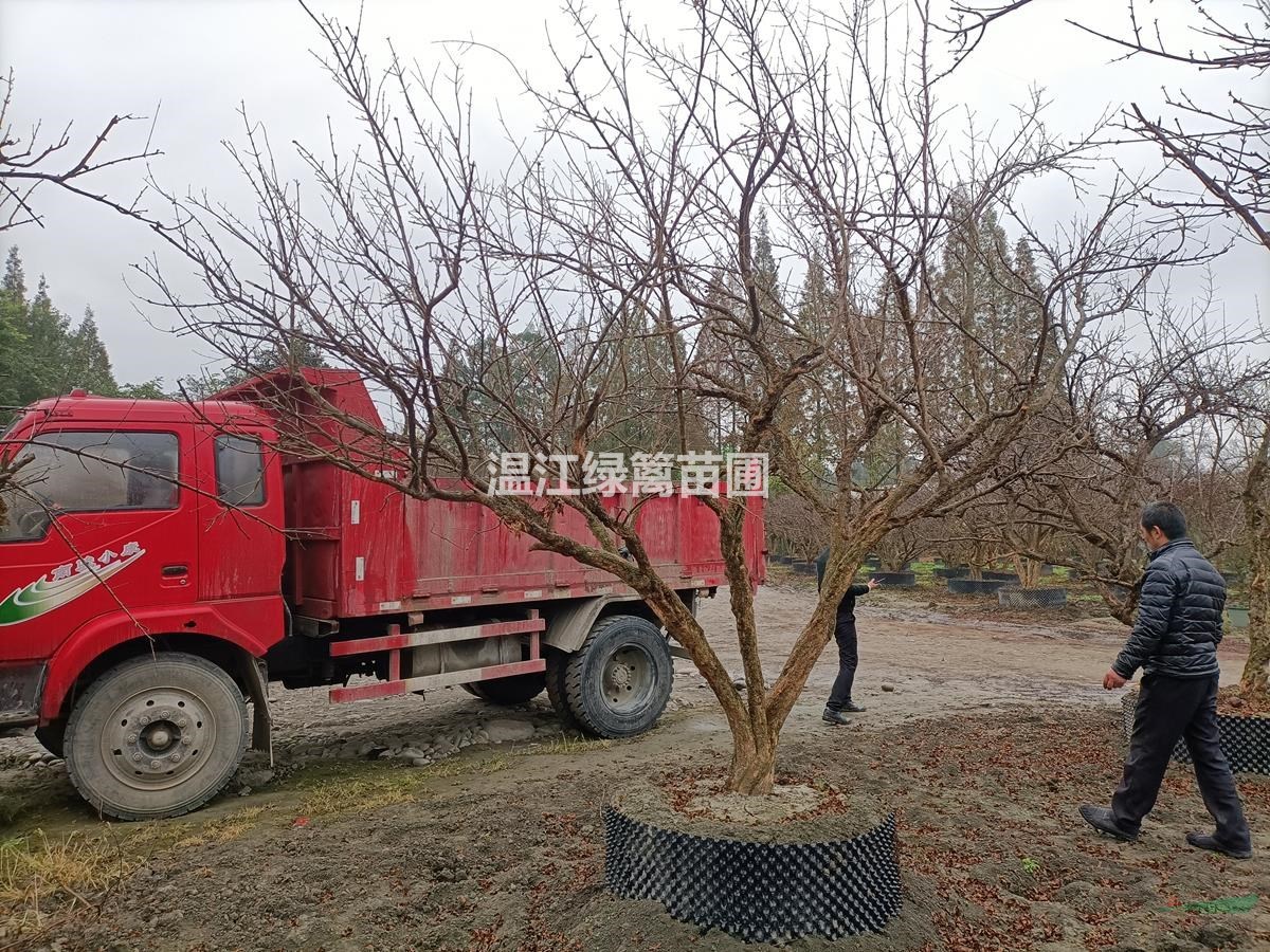 成都石榴種植基地