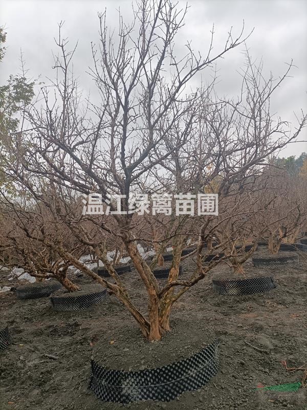 成都石榴種植基地