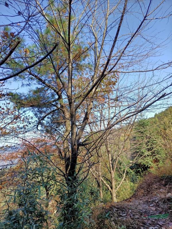 白櫻地徑22-27公分