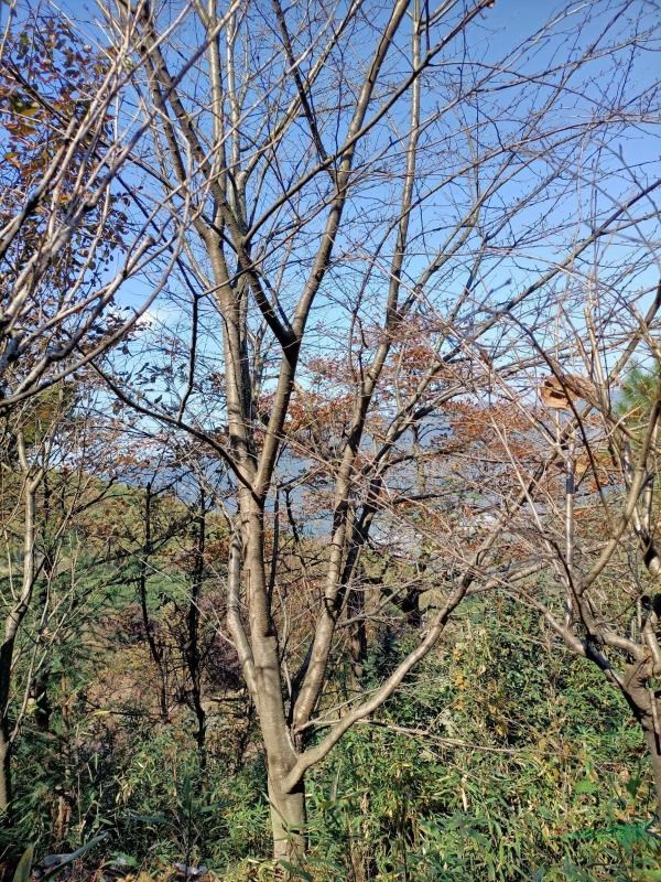 白櫻地徑22-27公分