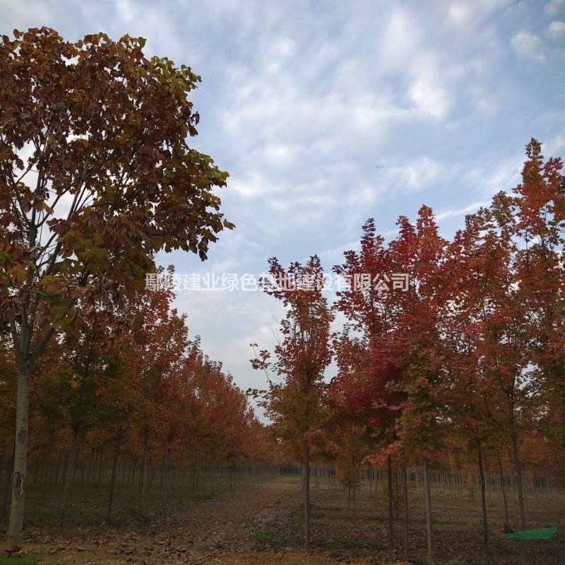 鄢陵種植基地  美國紅楓