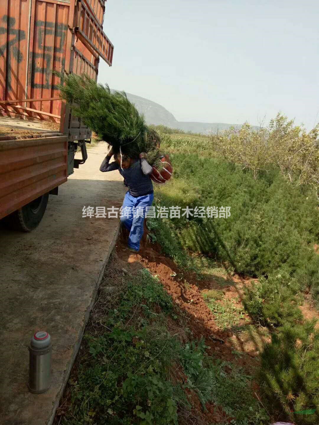 山西1米白皮松1米白皮松山西產(chǎn)地1米白皮松絳縣白皮松