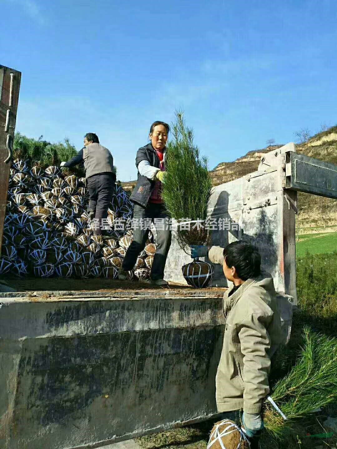 目前1米5白皮松+1米5白皮松裝車價(jià)，1米5白皮松產(chǎn)地價(jià)格