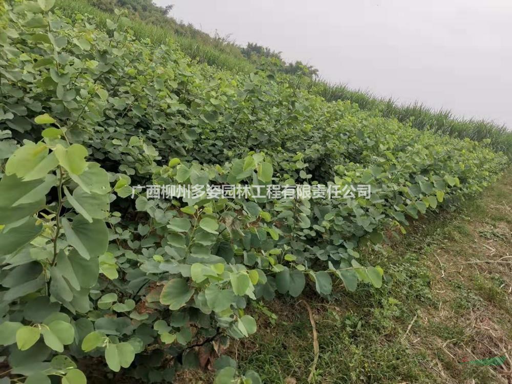 優(yōu)質(zhì)特價(jià)廣西洋紫荊小苗 洋紫荊小苗農(nóng)戶(hù)產(chǎn)地直銷(xiāo)