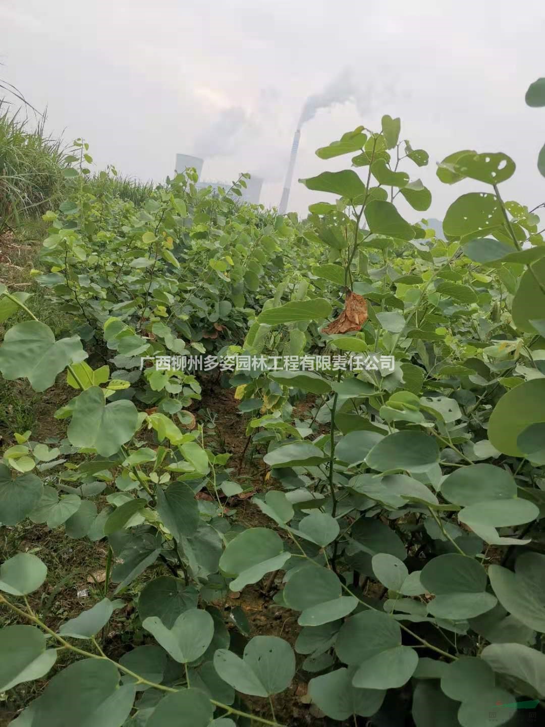 優(yōu)質(zhì)特價(jià)廣西洋紫荊小苗 洋紫荊小苗農(nóng)戶(hù)產(chǎn)地直銷(xiāo)