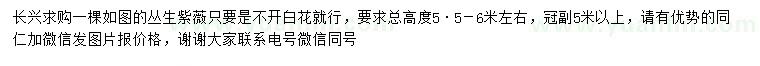 求購高5.5-6米左右叢生紫薇