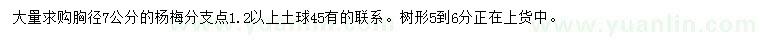 求購胸徑7公分楊梅