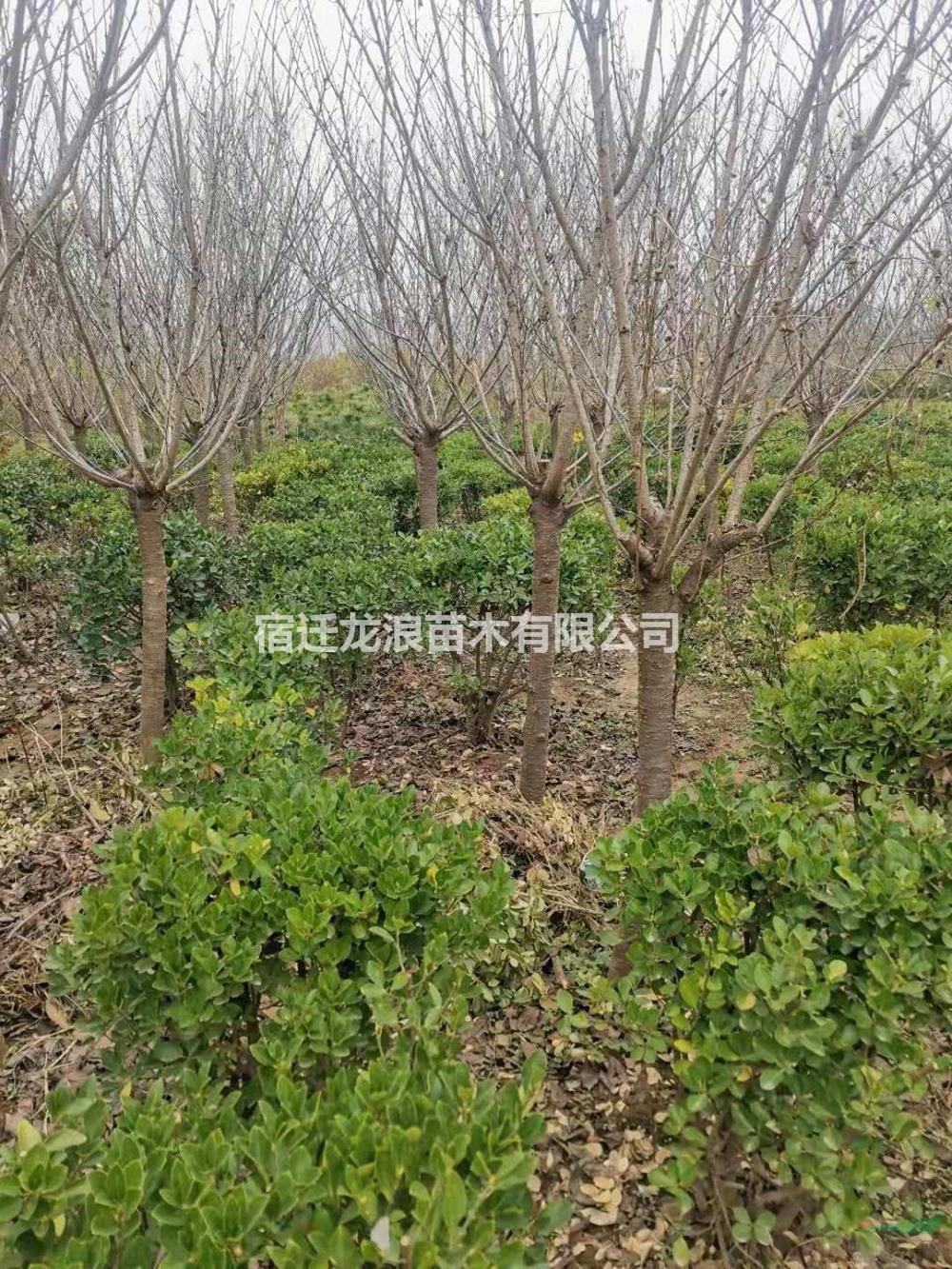 江苏[产品]/江苏10-13公分樱花 樱花农户批发价格/报价