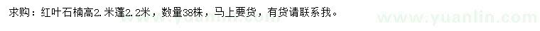 求購高2.米紅葉石楠