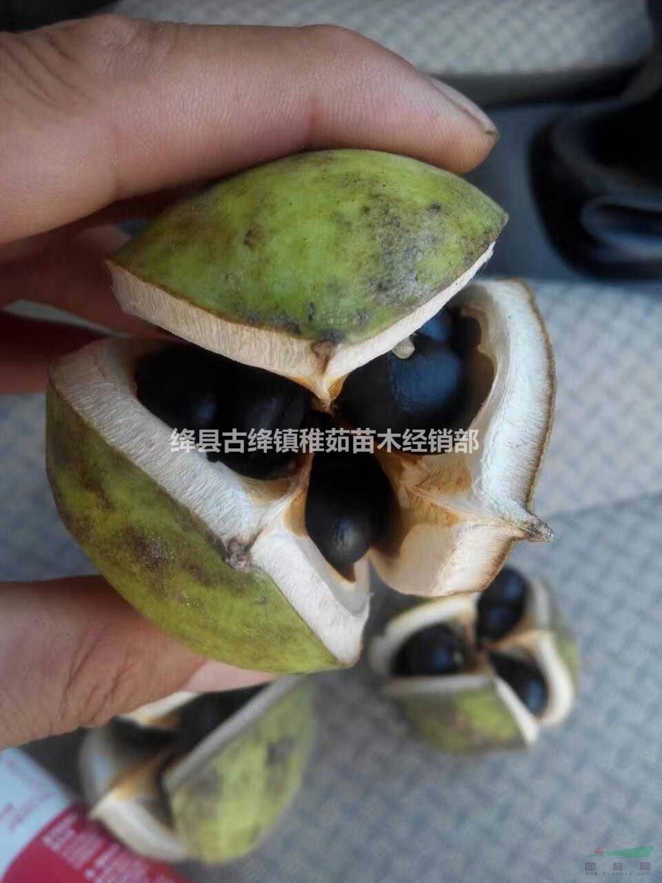 文冠果種子價(jià)格_文冠果種子什么時(shí)候播種？