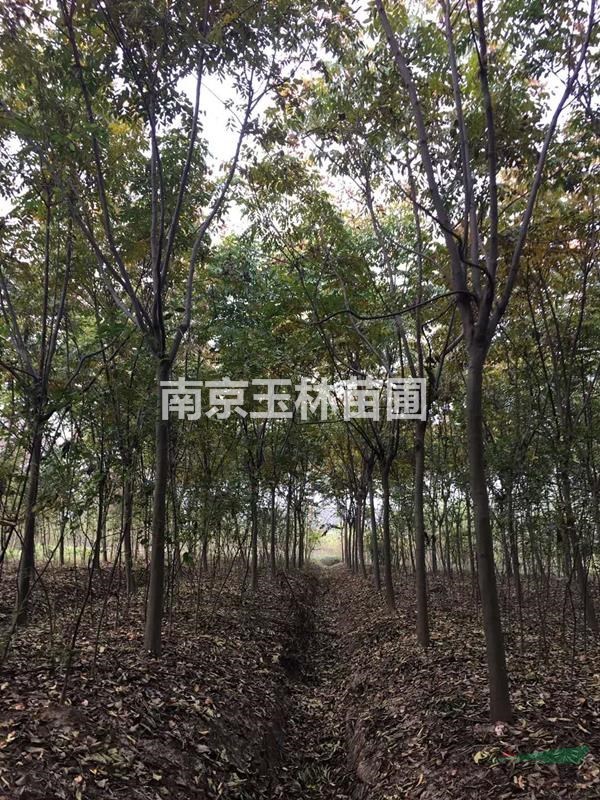 10/12/13/14/15/16公分欒樹(shù)價(jià)格