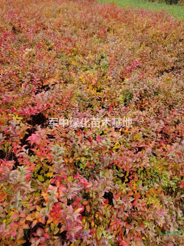 批发绣线菊，金山绣线菊、金焰绣线菊、青叶绣线菊价格