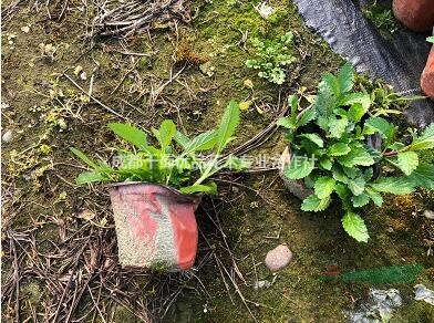 柳葉馬鞭草,柳葉馬鞭草工程苗,柳葉馬鞭草基地直銷