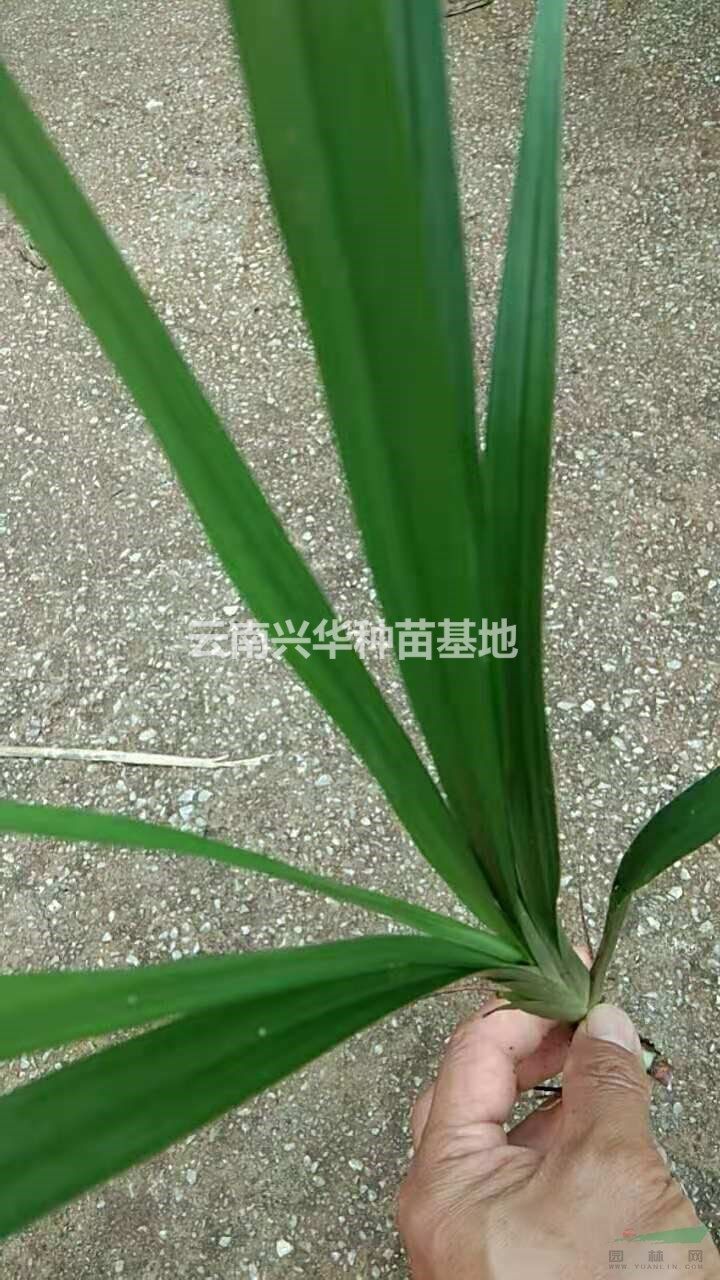 云南吉祥草圖片/云南吉祥草報價