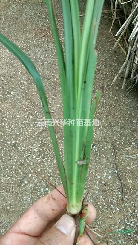 云南吉祥草哪里好/哪家便宜