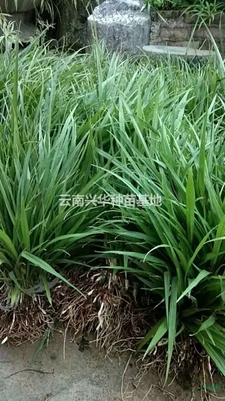 云南吉祥草哪里好/哪家便宜