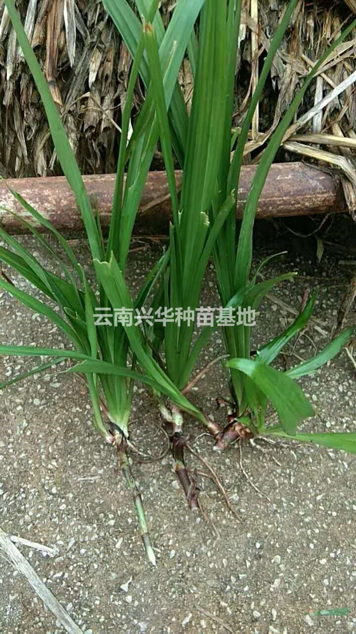 云南吉祥草批發(fā)/云南吉祥草價格優(yōu)惠