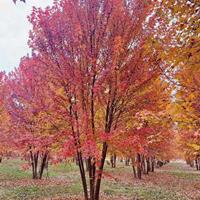 江蘇沭陽美國紅楓規(guī)格*/江蘇美國紅楓價格優(yōu)惠