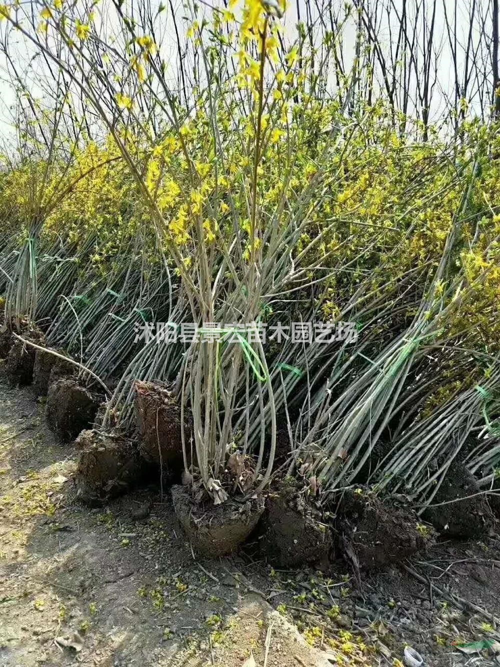 大小规格江苏沭阳连翘基地